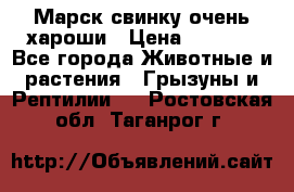 Марск свинку очень хароши › Цена ­ 2 000 - Все города Животные и растения » Грызуны и Рептилии   . Ростовская обл.,Таганрог г.